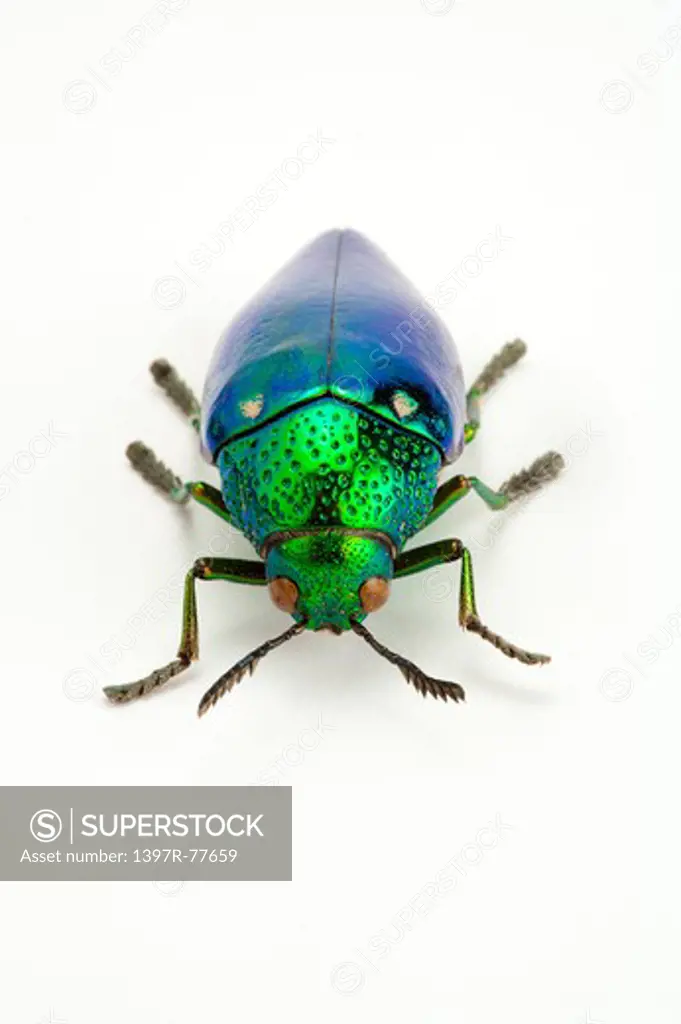 Jewel Beetle, Beetle, Insect, Coleoptera,
