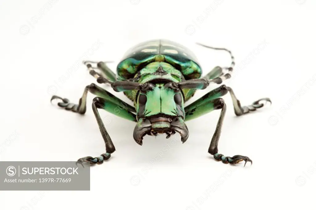 Longhorn Beetle, Beetle, Insect, Coleoptera, Calloplophora solii ,