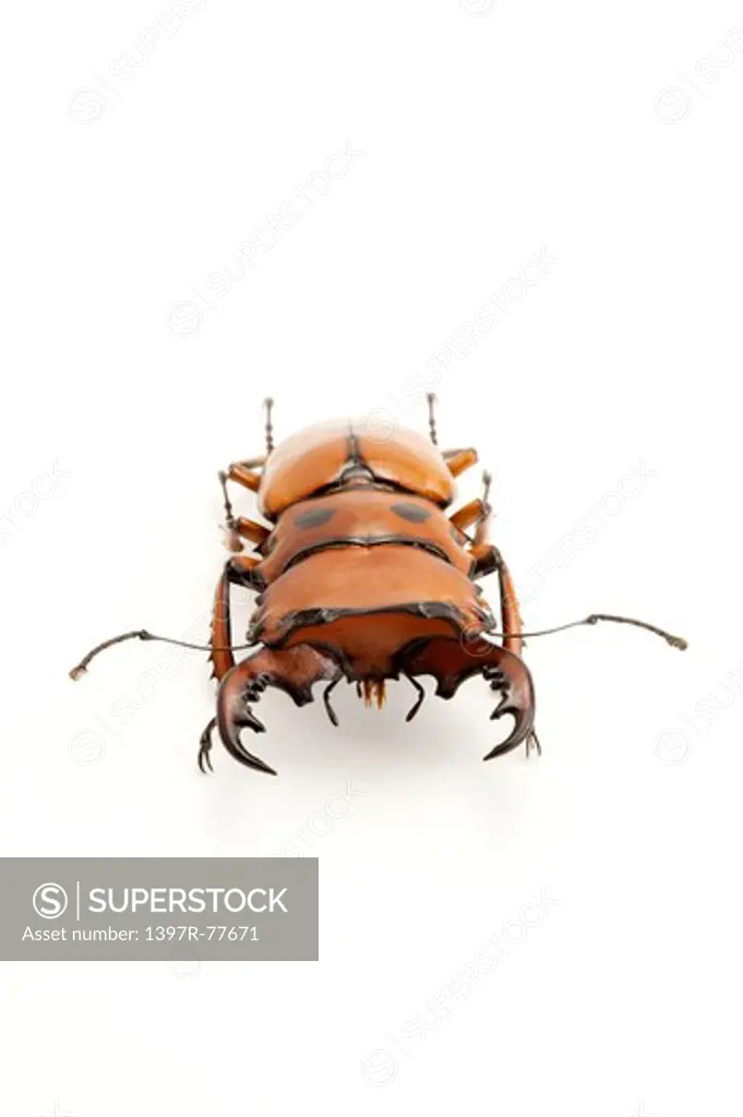 Stag Beetle, Beetle, Insect, Coleoptera, Homoderus melleyi,