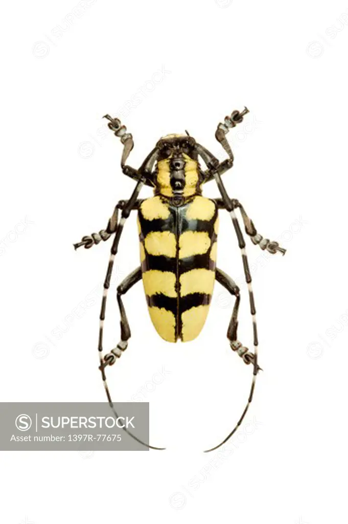 Longhorn Beetle, Beetle, Insect, Coleoptera, Anoplophora horsfieldi ,