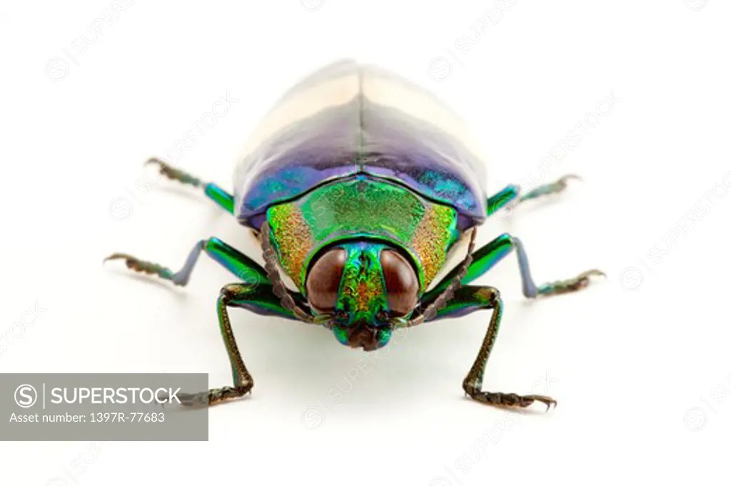Jewel Beetle, Beetle, Insect, Coleoptera, Chrysochroa maruyamai ,