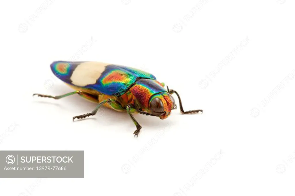 Jewel Beetle, Beetle, Insect, Coleoptera, Chrysochroa fulgens ,
