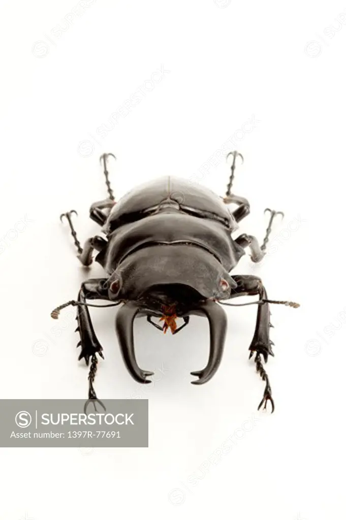 Stag Beetle, Beetle, Insect, Coleoptera, Odontolabis sira ,