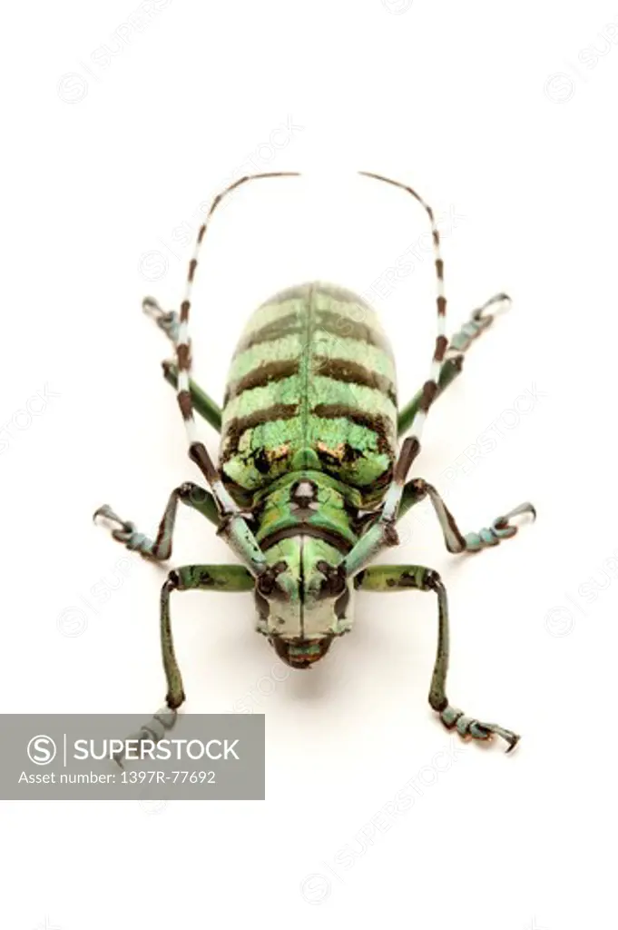 Longhorn Beetle, Beetle, Insect, Coleoptera, Anoplophora birmanica,
