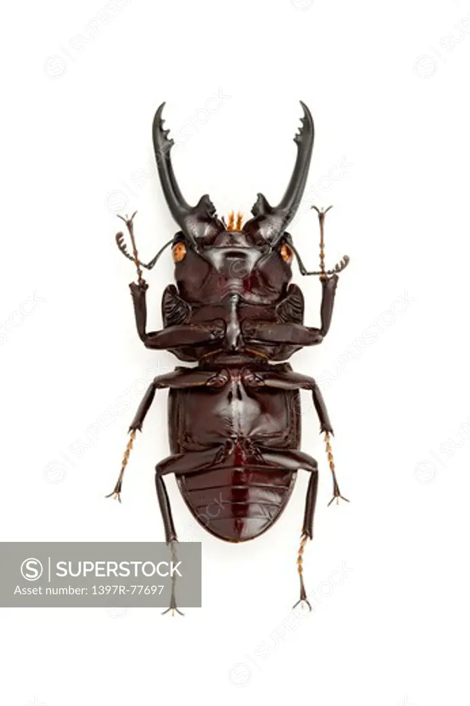 Stag Beetle, Beetle, Insect, Coleoptera, Prosopocoilus lateralis lorquinii,
