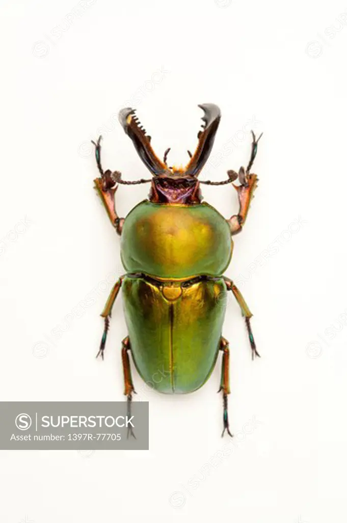 Stag Beetle, Beetle, Insect, Coleoptera, Lamprima adolphinae ,