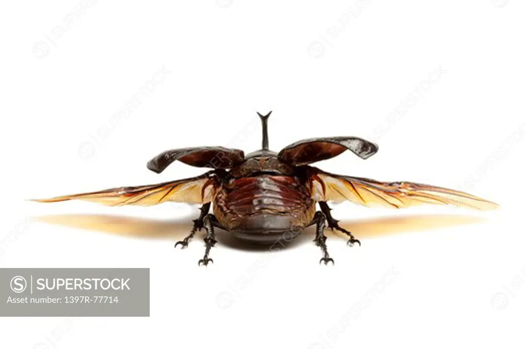 Dynastidae, Beetle, Insect, Coleoptera, Megasoma mars,