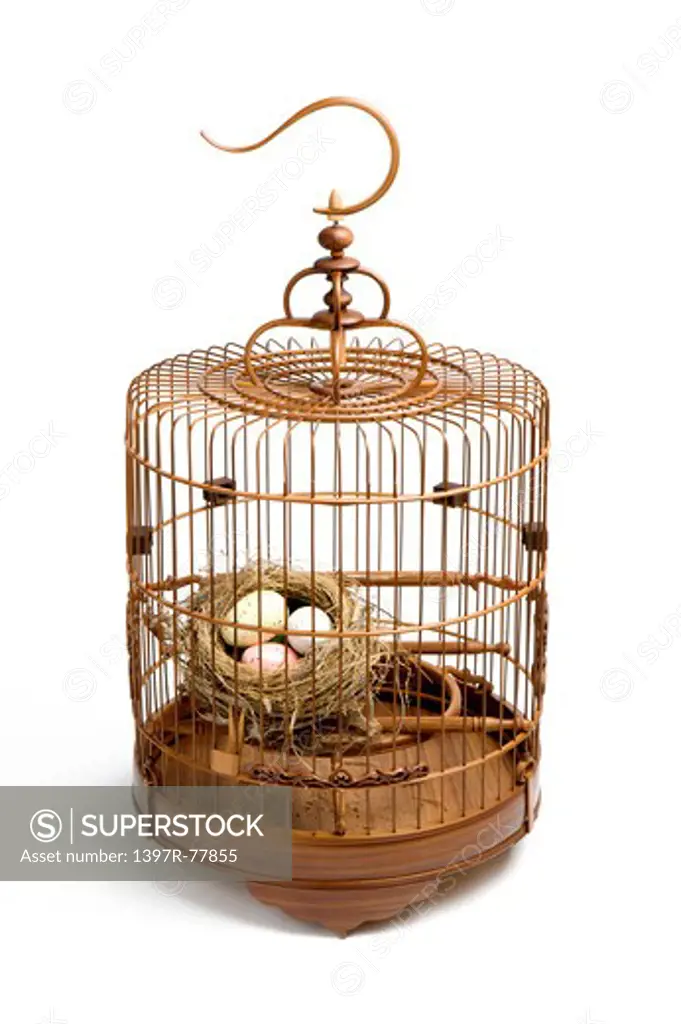Bird's nest and eggs in birdcage
