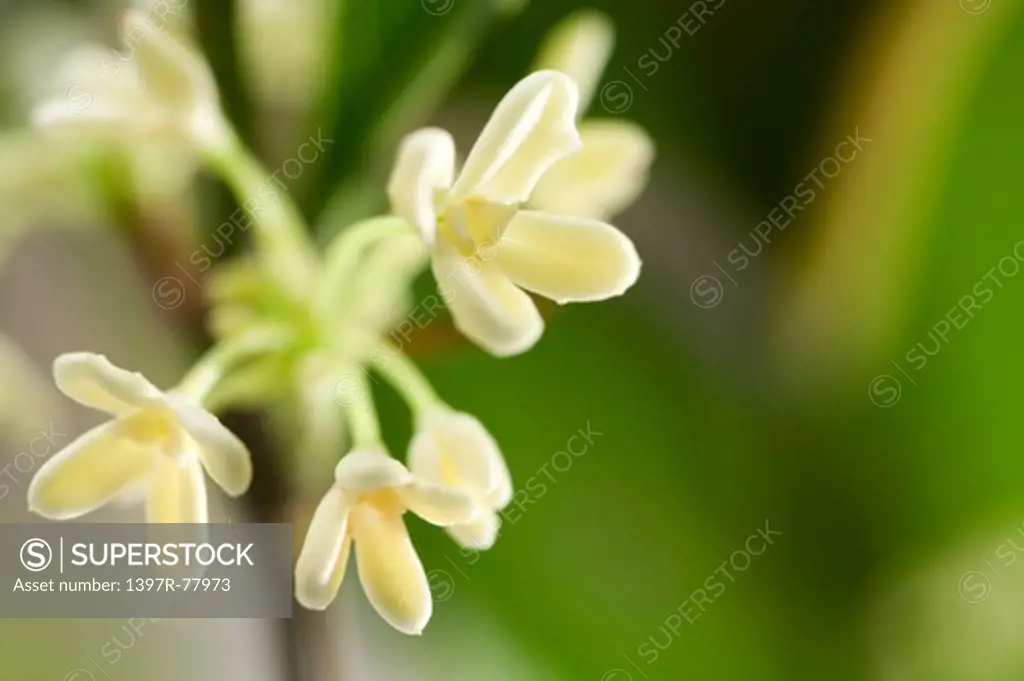 Sweet Osmanthus Flower,Flower,