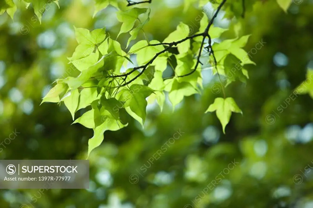 Maple Leaf,Leaf,