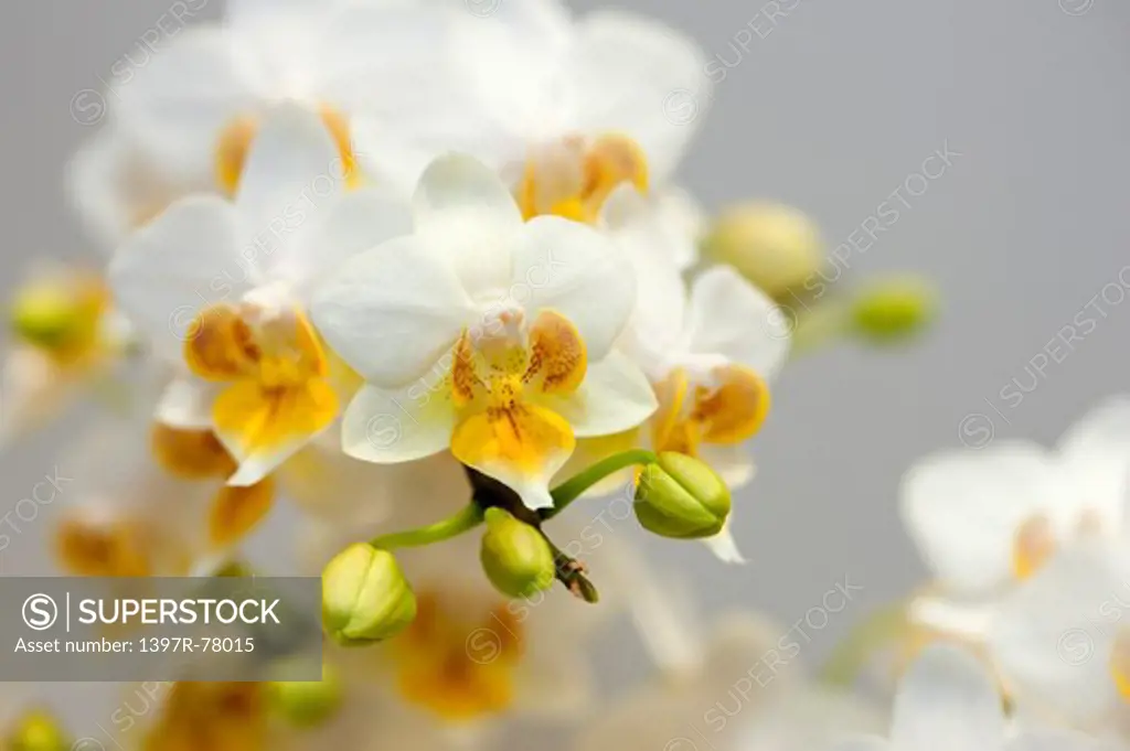 Moth Orchid,Orchid,Flower,