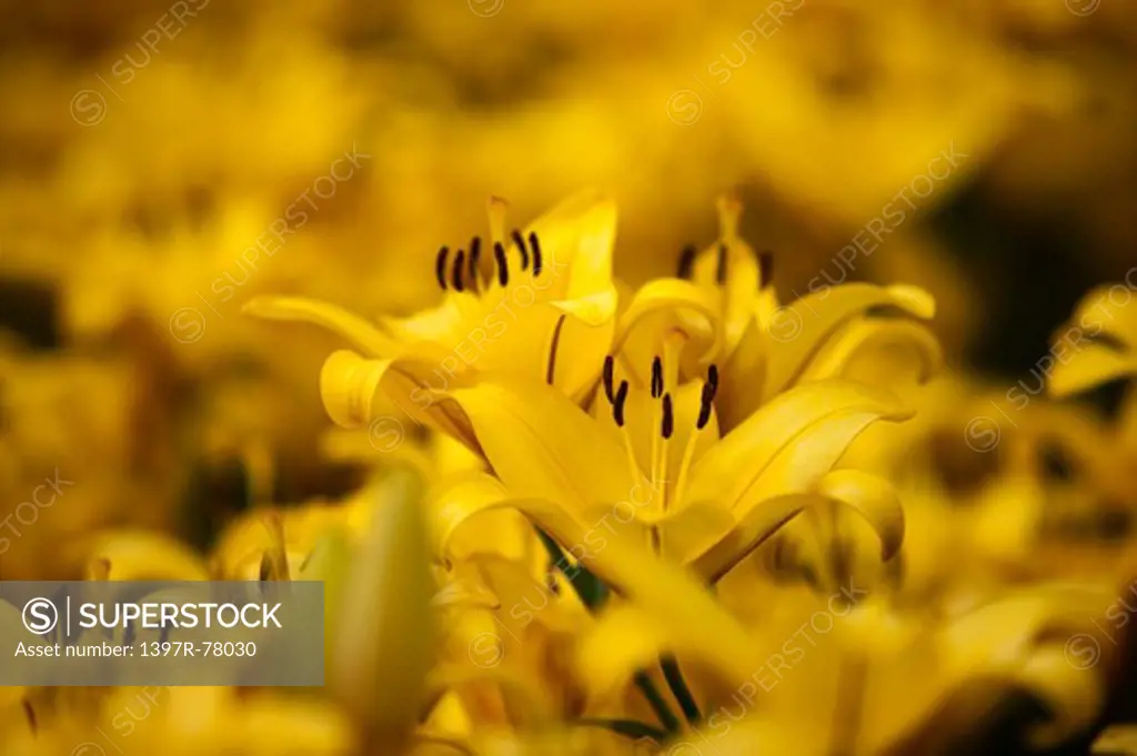 Lily,Flower,