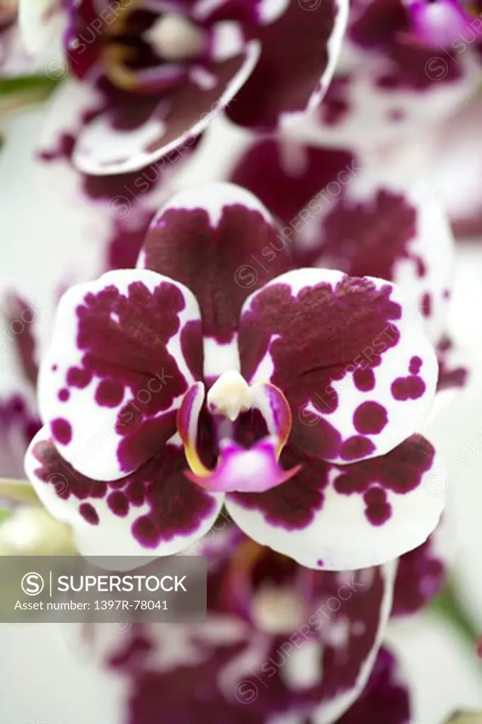 Moth Orchid,Orchid,Flower,