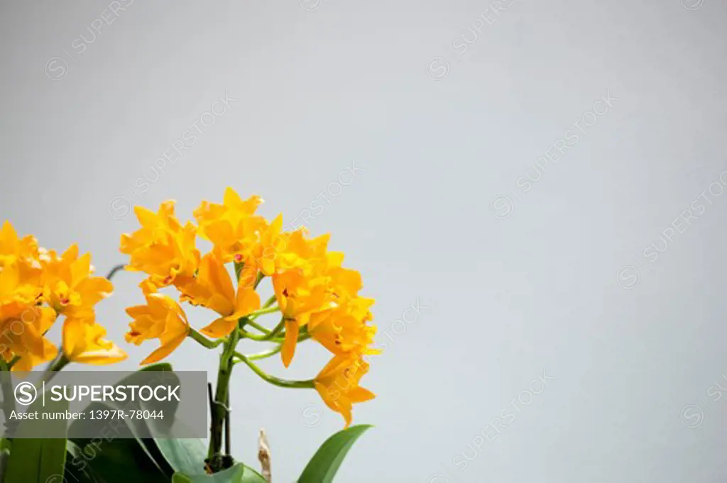 Orchid,Flower,