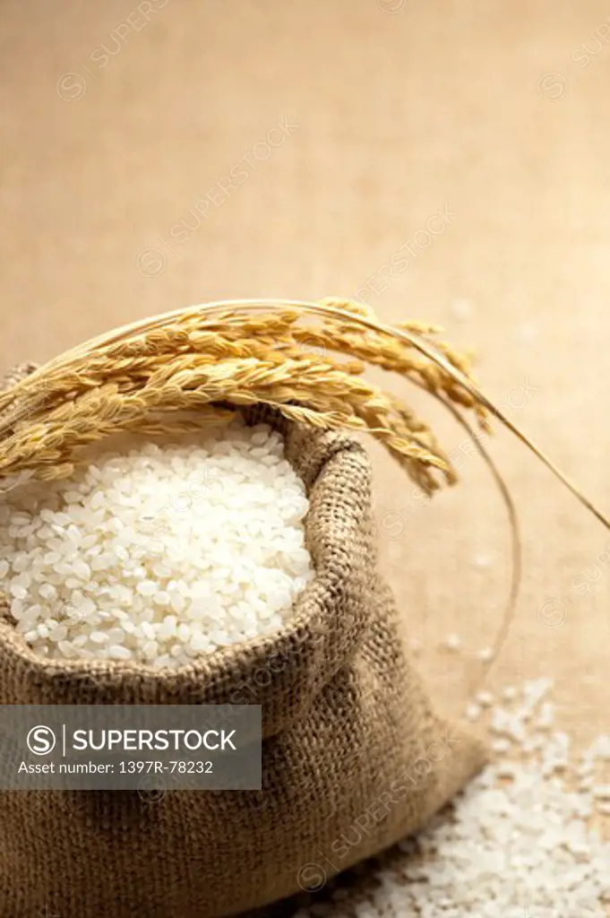 Wild Rice, Rice