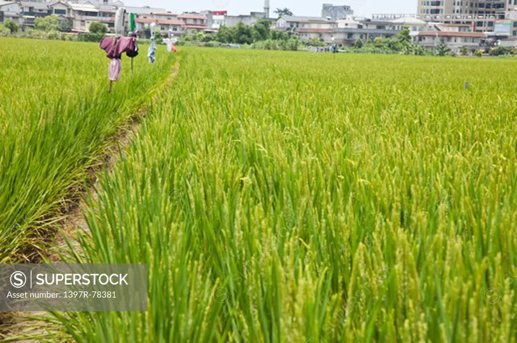 Rice, Rice Paddy, Yilan, Taiwan, Asia