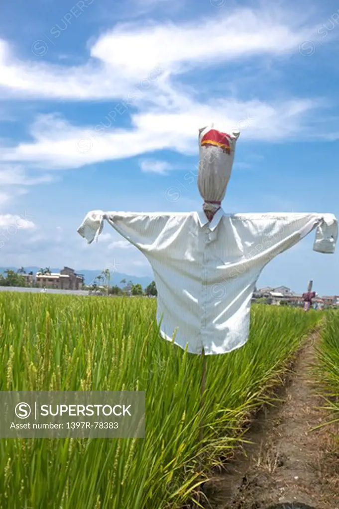 Rice, Rice Paddy, Scarecrow, Yilan, Taiwan, Asia
