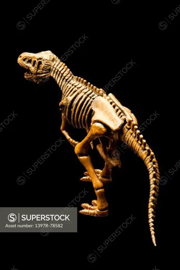 Dinosaur skeleton, rear view