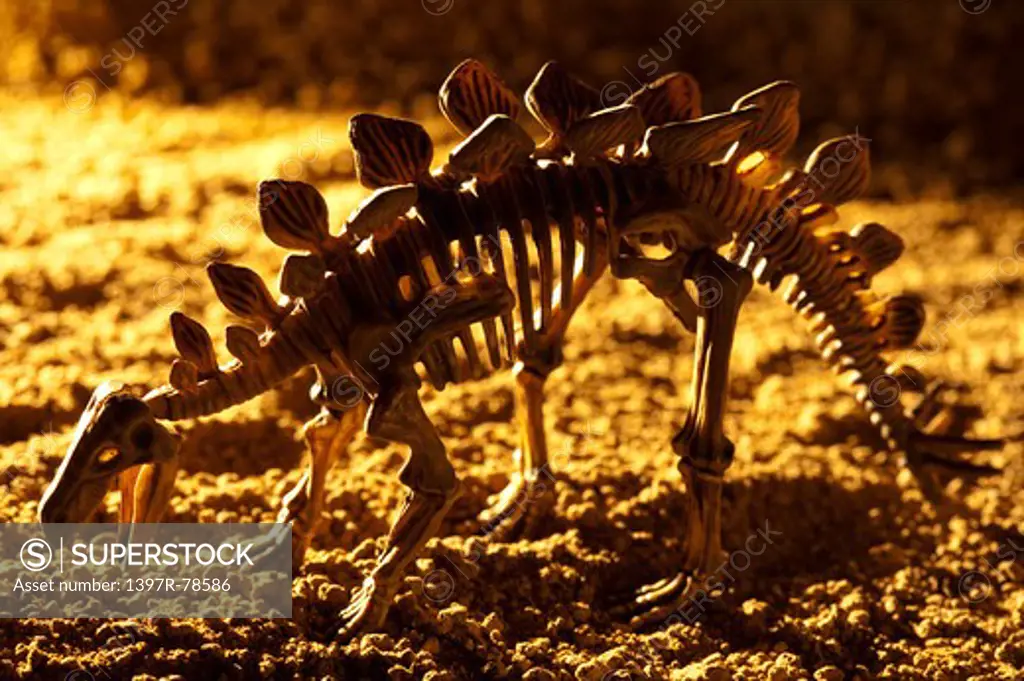 Stegosaurus skeleton on soil