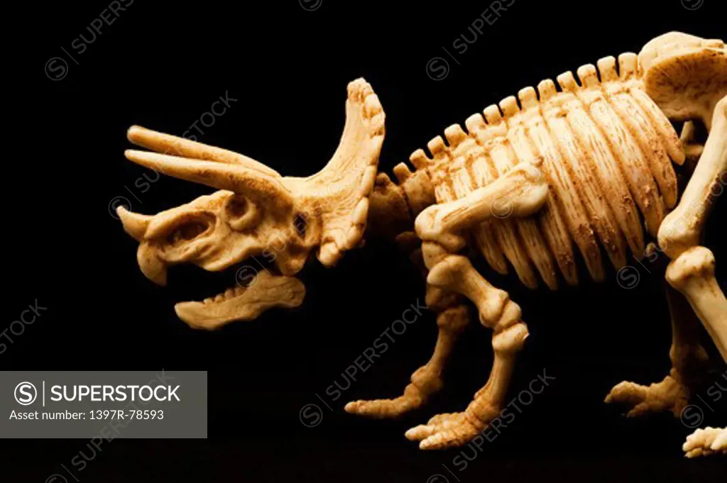 Triceratops skeleton