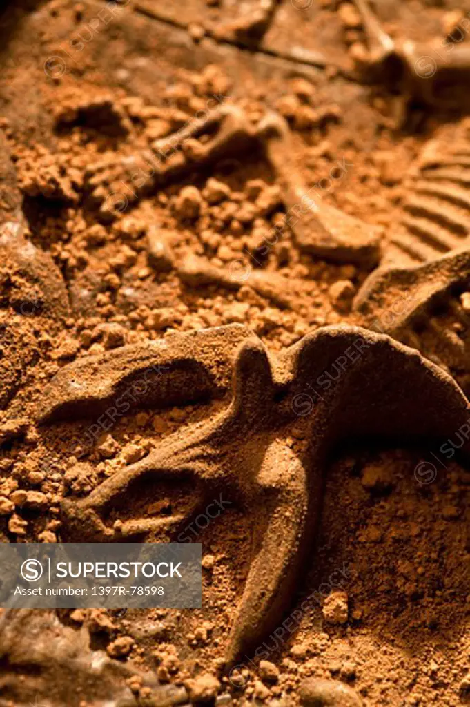 Fossilized triceratops skeleton in soil