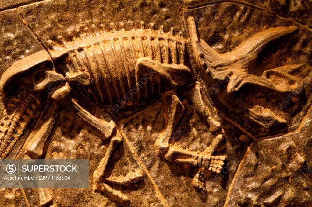 Fossilized triceratops skeleton