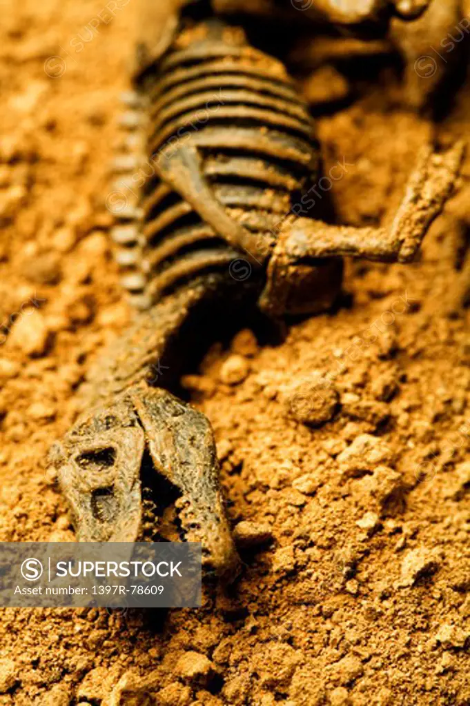 Dinosaur skeleton on soil