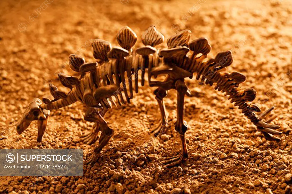 Stegosaurus skeleton on soil