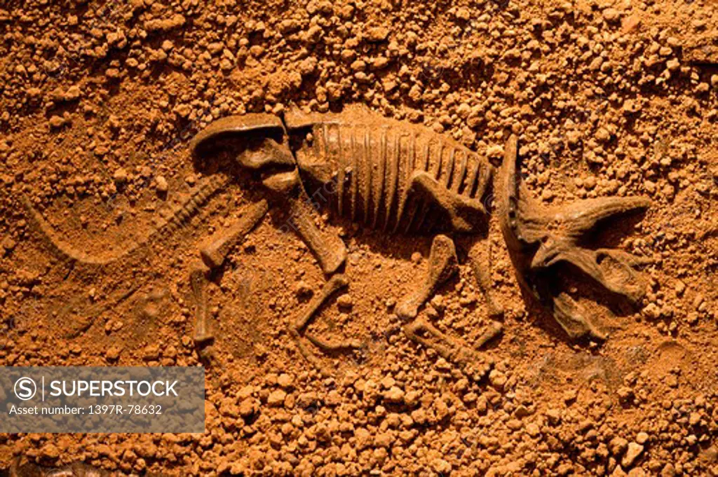 Fossilized triceratops skeleton in soil