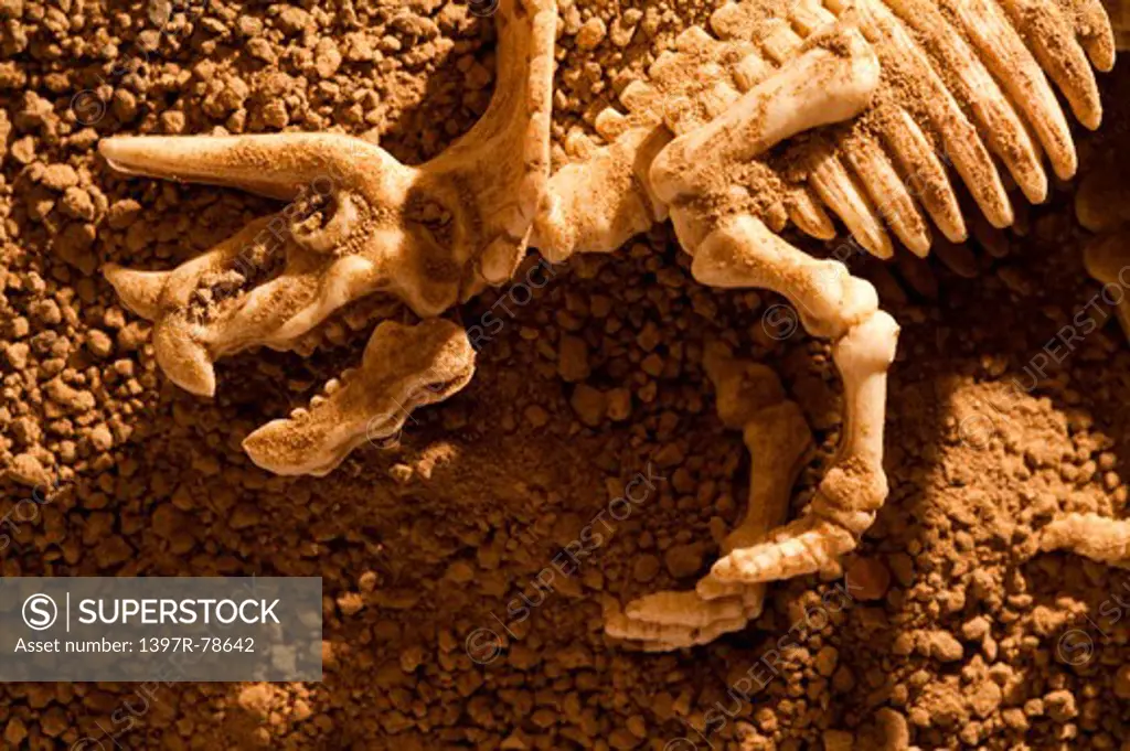 Triceratops skeleton lying on soil
