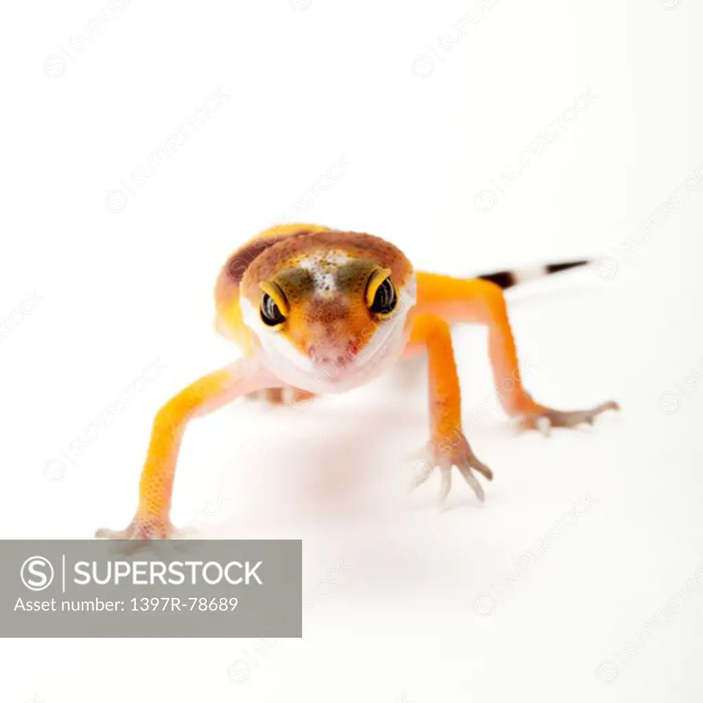 Gecko, Leopard Gecko