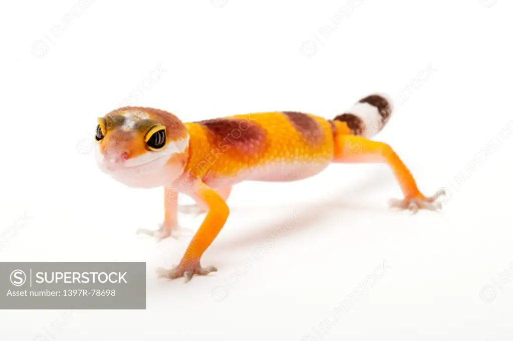 Gecko, Leopard Gecko