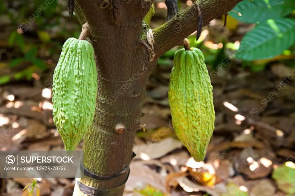 Cocoa Bean, Cocoa Tree, Pingtung, Taiwan, Asia