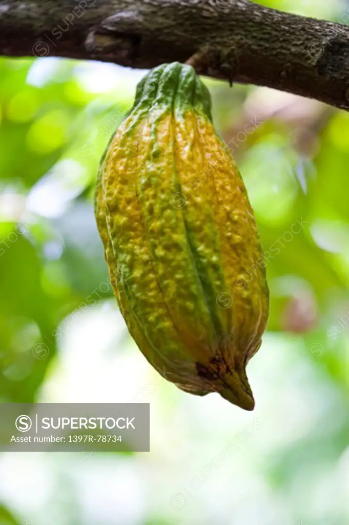 Cocoa Bean, Cocoa Tree, Pingtung, Taiwan, Asia