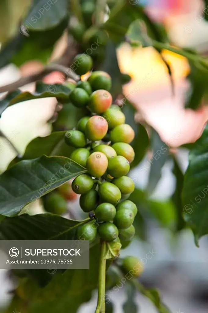 Coffee Bean, Coffee Plant, Pingtung, Taiwan, Asia
