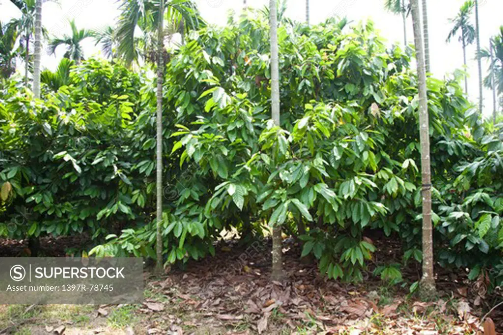 Cocoa Tree, Pingtung, Taiwan, Asia