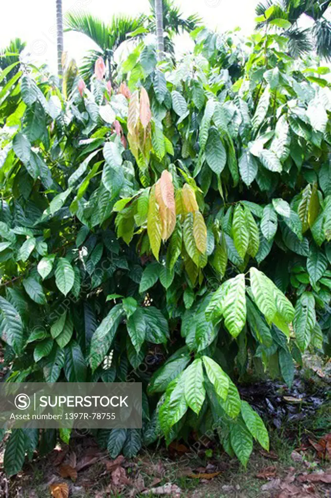 Cocoa Tree, Pingtung, Taiwan, Asia