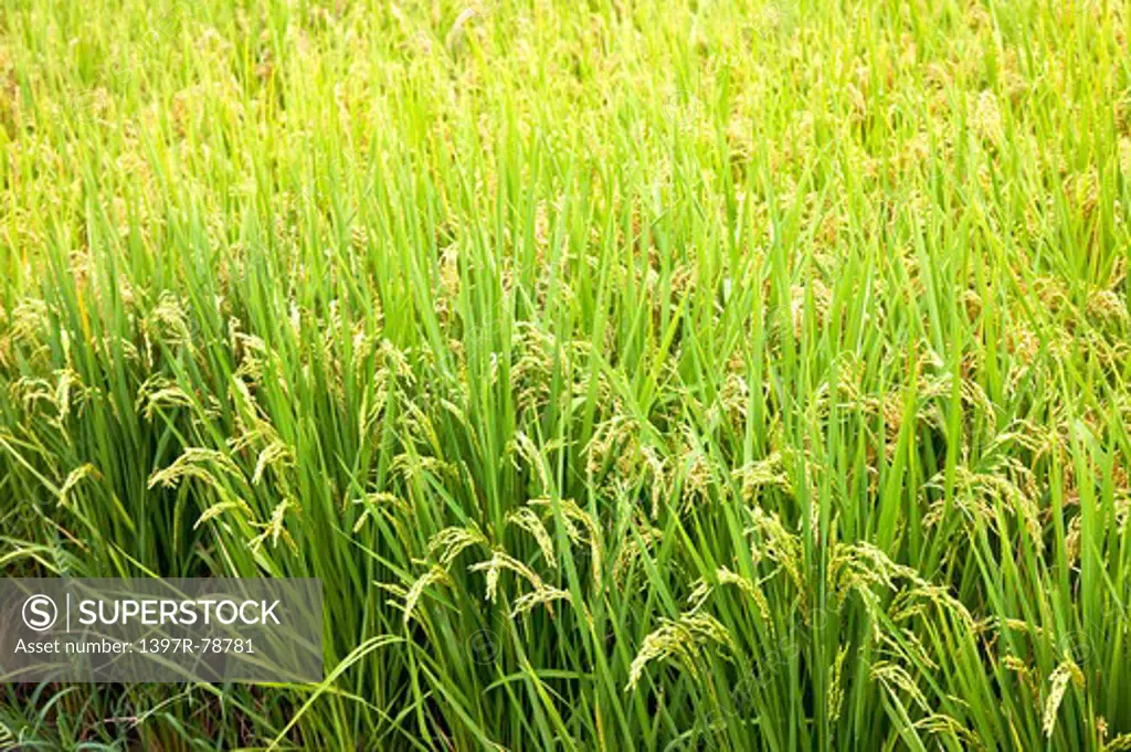 Rice, Rice Paddy, Wild Rice, Pingtung, Taiwan, Asia,