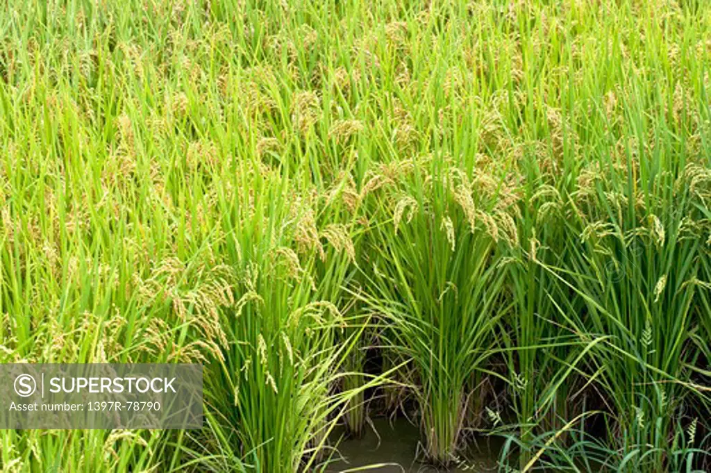 Rice, Rice Paddy, Wild Rice, Pingtung, Taiwan, Asia,