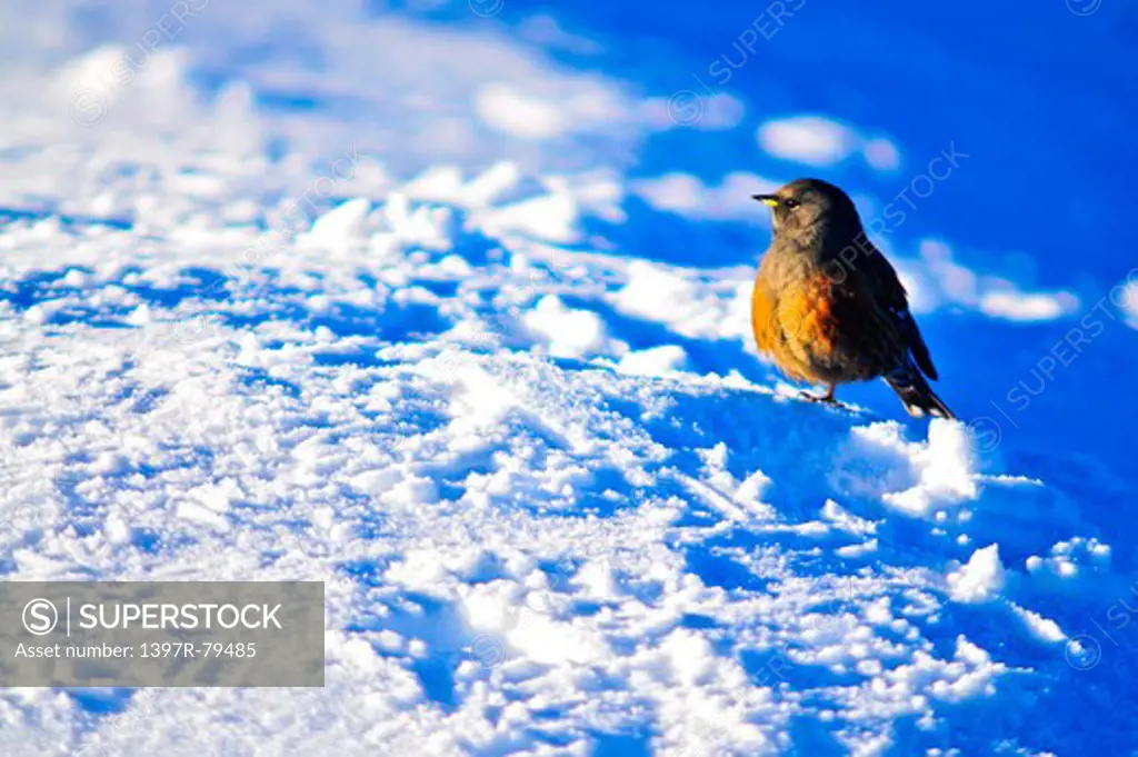 A Bird standing in snow