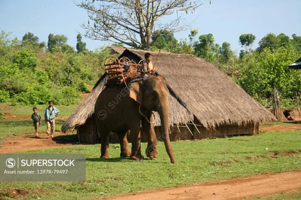 Kid on an elephant in a village,Cambodia,Asia