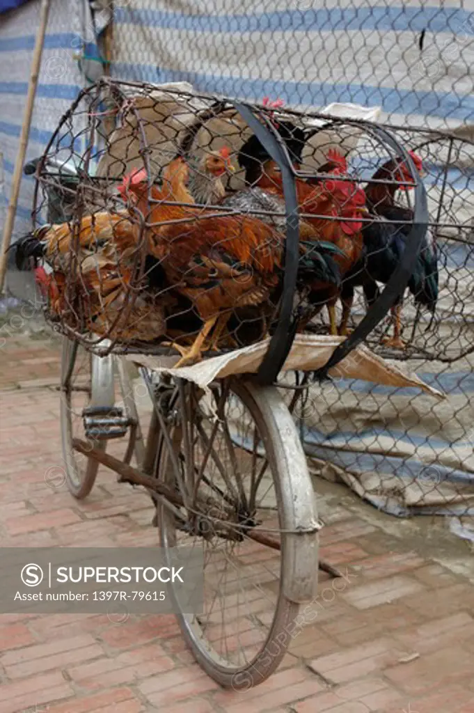 Chickens in a cage on bicycle,Vietnam,Asia
