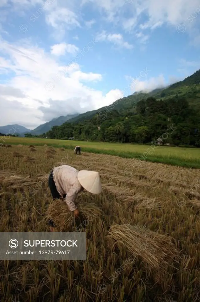 vietnamese on a ricefield,Vietnam,Asia