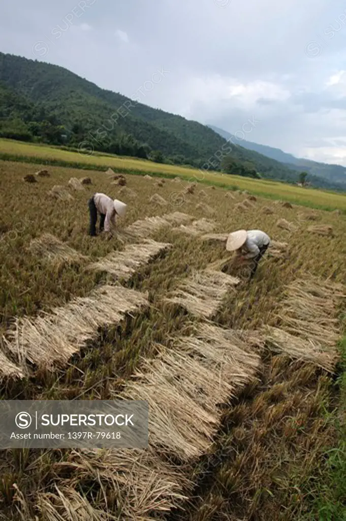 vietnameses on a ricefield,Vietnam,Asia