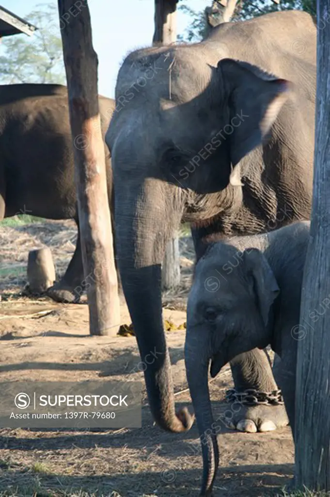 baby and mother elephant,Nepal,Asia