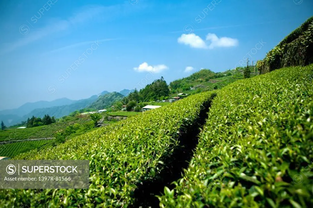 Tea garden of Alishan