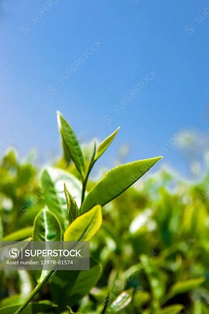 Close-up of tea leaves