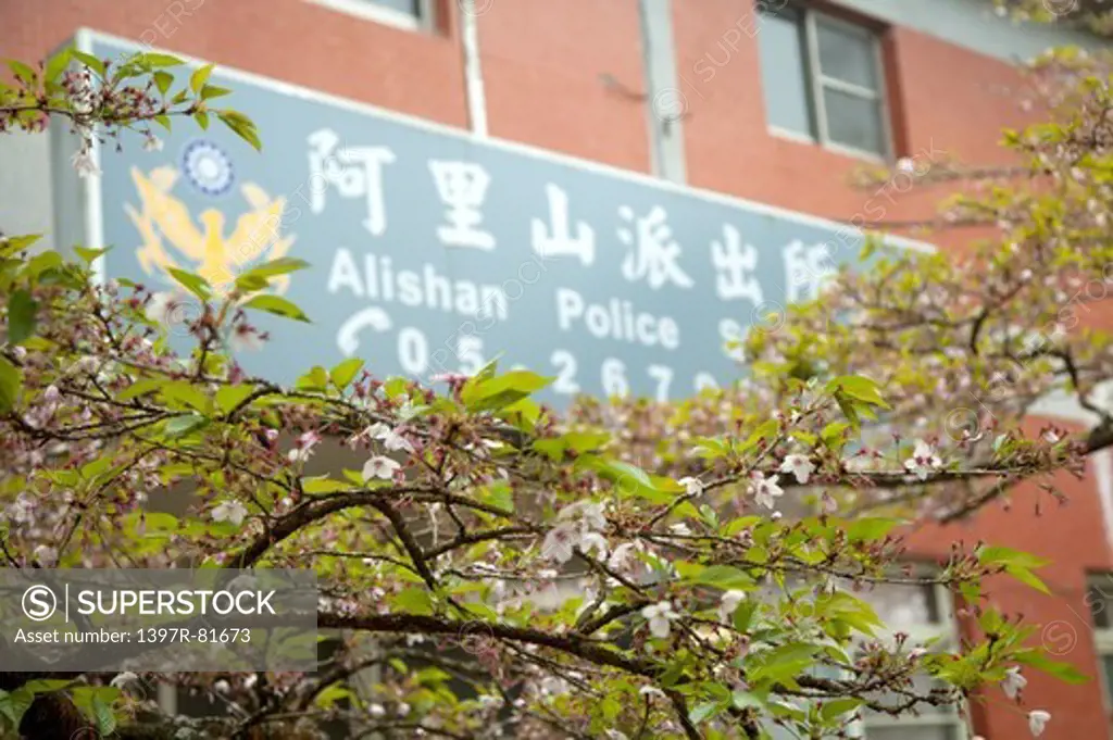 Police Station, Cherry Blossom, Alishan, Chiayi, Taiwan, Asia,