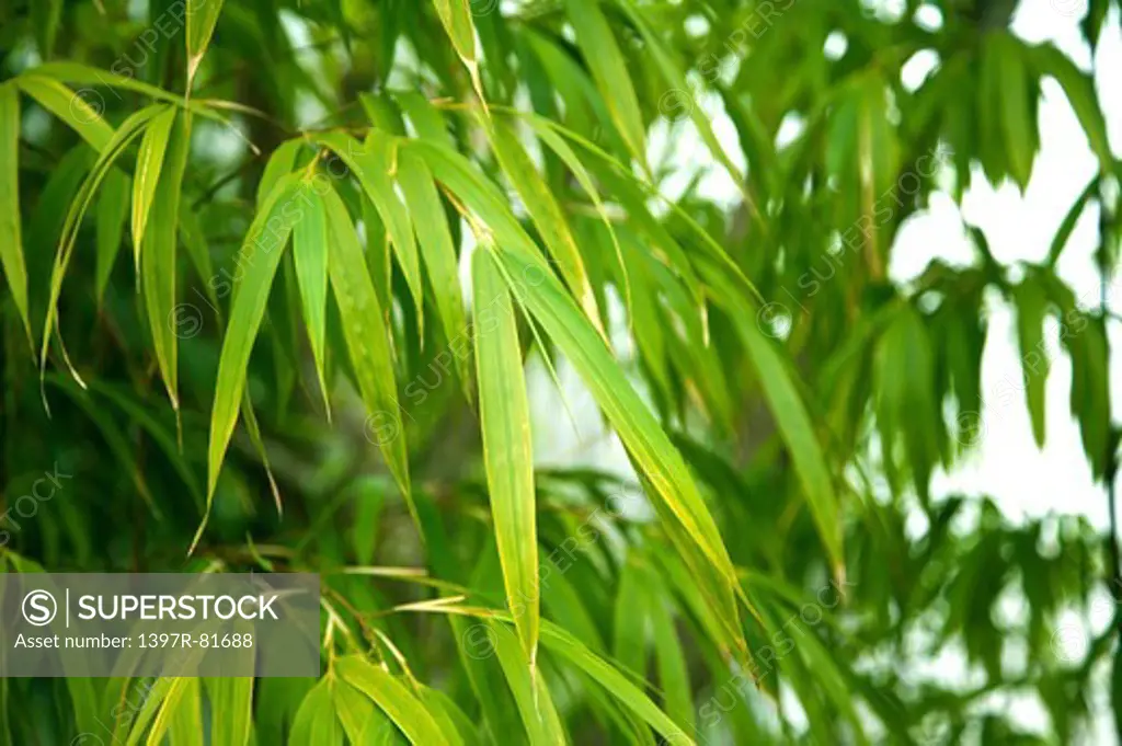Bamboo leaf, Alishan, Chiayi, Taiwan, Asia,