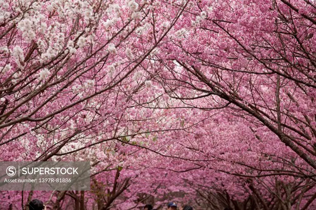 Cherry Blossom, Wuling Farm, Taichung, Taiwan, Asia, National Park,